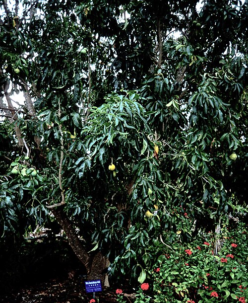 White Sapote
