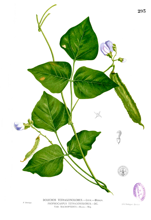 Winged bean