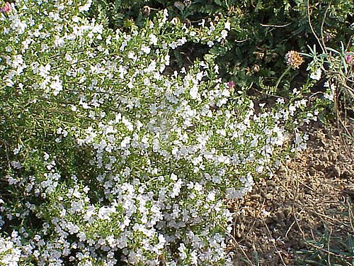 Winter savory